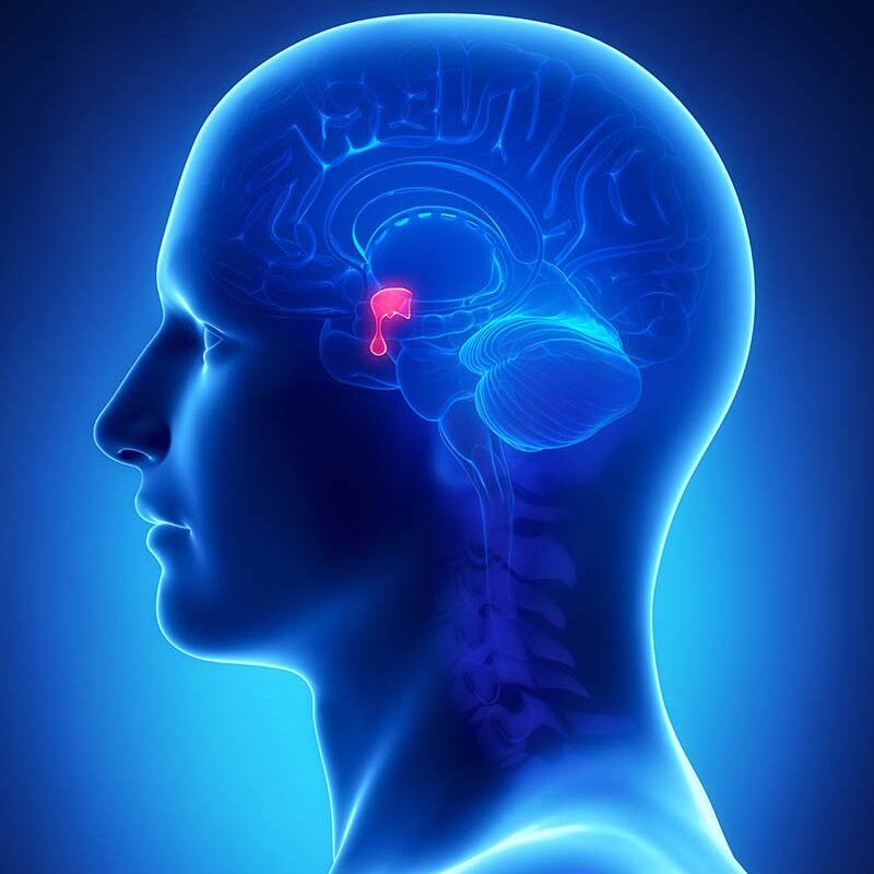 bcnc-info-what-is-the-pituitary-gland